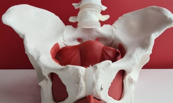 Pelvik Taban Sağlığı Nedir